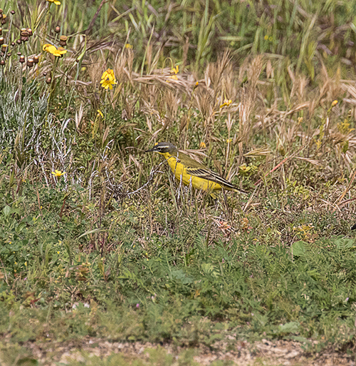 Yellow Wagtail (dombrowski)
